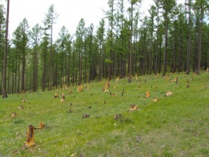 Field of stumps